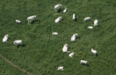 Luftaufnahme von CharolÃ¤ses KÃ¼he Herde in Meadow