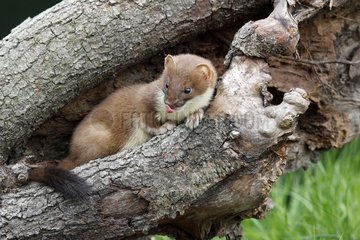 Ermine lying in a hole of a dead tree Great Britain