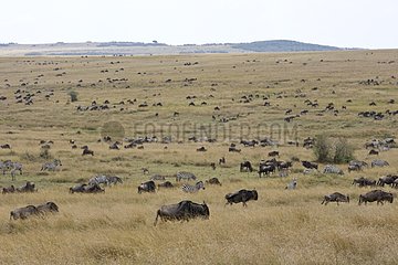 Wildebeests herd during annual migration Masai Mara Kenya
