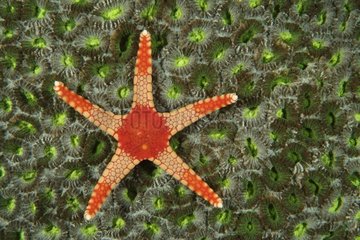 Peppermint sea star Indonesia