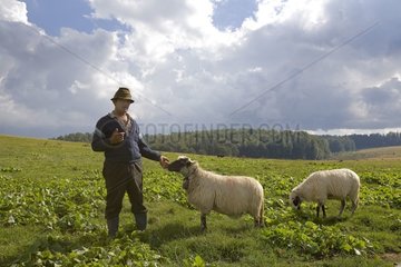 Herdsman feeding and keeping his sheep Romania