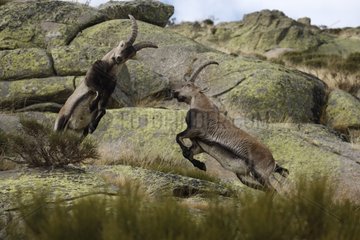 Male Spanish ibex fighting Sierra de Gredos Spain