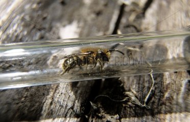 Biene wird in einem Glasrohr liegen
