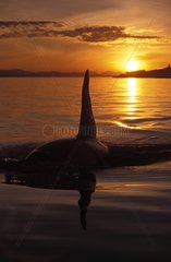 Male Orca at sunset Washington USA