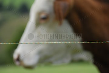 Electric wire of fence before head of Montbéliarde Cow