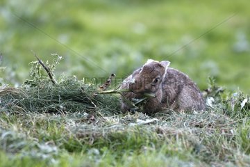 Kaninchen essen STEM -Franche Comté Frankreich