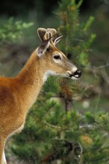 Portrait of young male Mule deer Jasper NP Canada