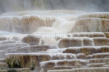 Mammoth Hot Springs area in the Yellowstone NP in the USA