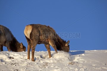 Elks in the snow of Yellowstone NP in the USA