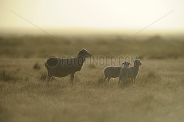 Merino sheep on the Pampas - Patagonia Argentina