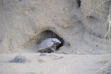 Pichi armadillo at the entrance to its burrow - Argentina