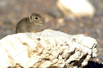 Southern mountain cavy on rock - Argentina