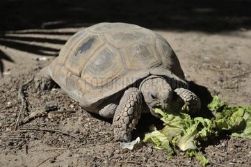 Chaco tortoise eating salad - Argentina