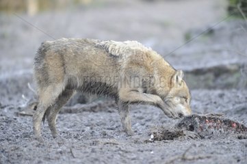 Gray wolf devouring a carcass