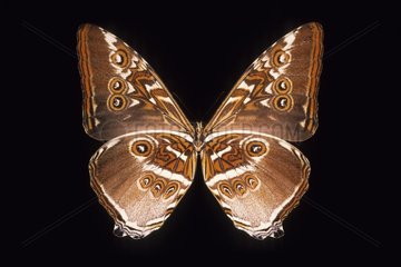 Sunset Morpho Butterfly Brazil