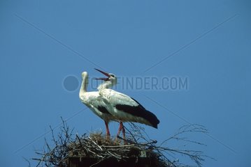 Couple of White Storks cackling in the nest Sardinia Italia