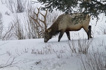 Male Elk in the snow of Yellowstone NP in the USA