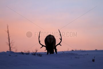 Male Elk in the snow of Yellowstone NP in the USA