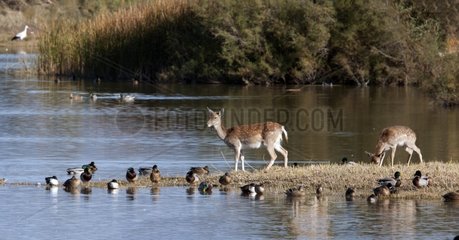Fallow Deer in a pond in the fall of PN Aiguamolls Catalonia