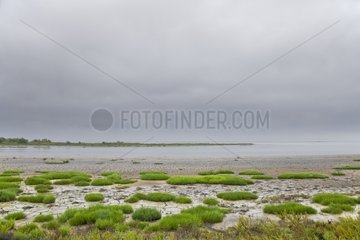 Pond of Imperial during a storm in the Camargue France