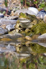 Green Frog in a pond in a garden in Provence