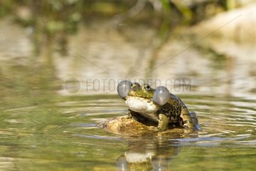 Male Green Frog in a behaviour courship France