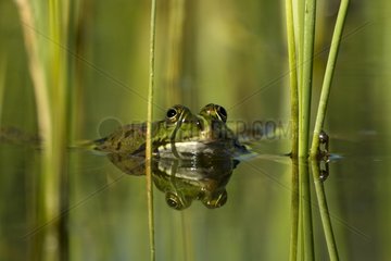 Green Frog in a puddle in a private garden France