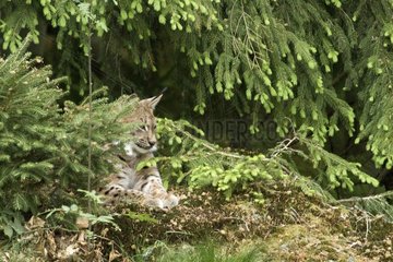 Eurasian Lynx in the Bayerischer Wald NP Germany