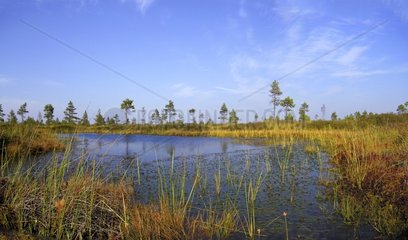 Primary peat of the Nigula swamps NR Estonia