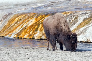 American bison grazing in winter Yellowstone NP
