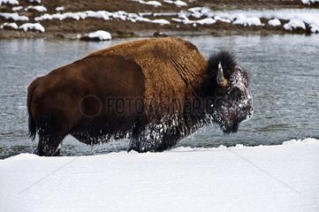 American bison walking in snow Yellowstone NP