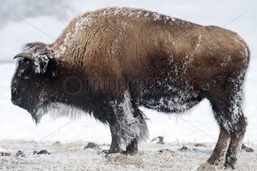 American bison in snow Yellowstone NP