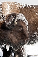 American bison in snow Yellowstone NP