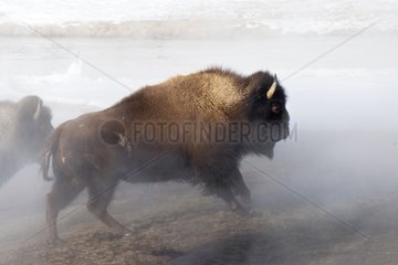 American bison walking in smoke Yellowstone NP