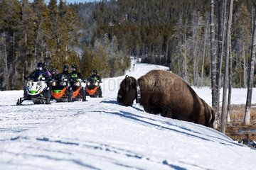 American bison in the snow and tourists with snowbike