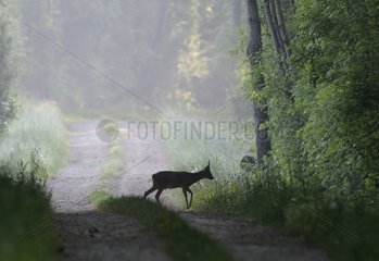Buck Roedeer crossing a forest path Vosges France
