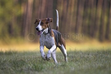 Dog hunting French tricolor running France