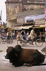 Heilige Kuh in einer StraÃŸe von Varanasi India liegen