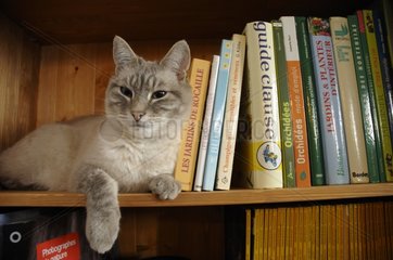 A cat lying in the bookcase and observes France