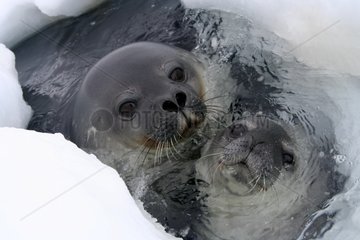 Junge Weddell Robbe und Mutter im Wasser Adelie Land