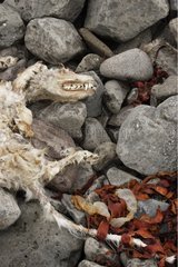Arctic Fox Mumfified Opfer des Winters Island
