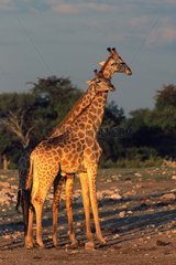 Szene der Zärtlichkeit einer weiblichen Giraffe für die männliche Etosha