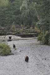 Grizzlys walking in riverbank Glendale Cove British Columbia