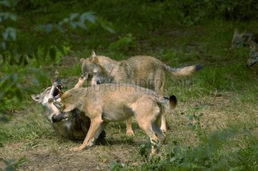 Szene der Einschüchterung in einem Rudel Wolf