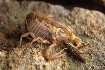 Gelbe Skorpion  der eine Heuschrecke Frankreich stechen