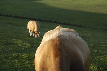 Aubrac -Kühe auf einer Wiese