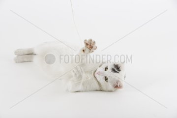 Cat lying down playing with a string