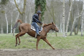 Rennpferd im Training von Maison Laffite Frankreich