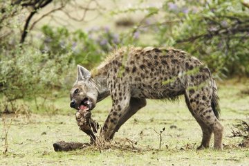 Speckled Hyena gnawing a paw of Wildebeest Etosha NP Namibia