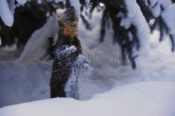 Europäische Kiefer Marten steigt in Snow Rocky Mountains Montana auf
